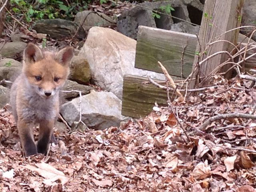 red fox pup